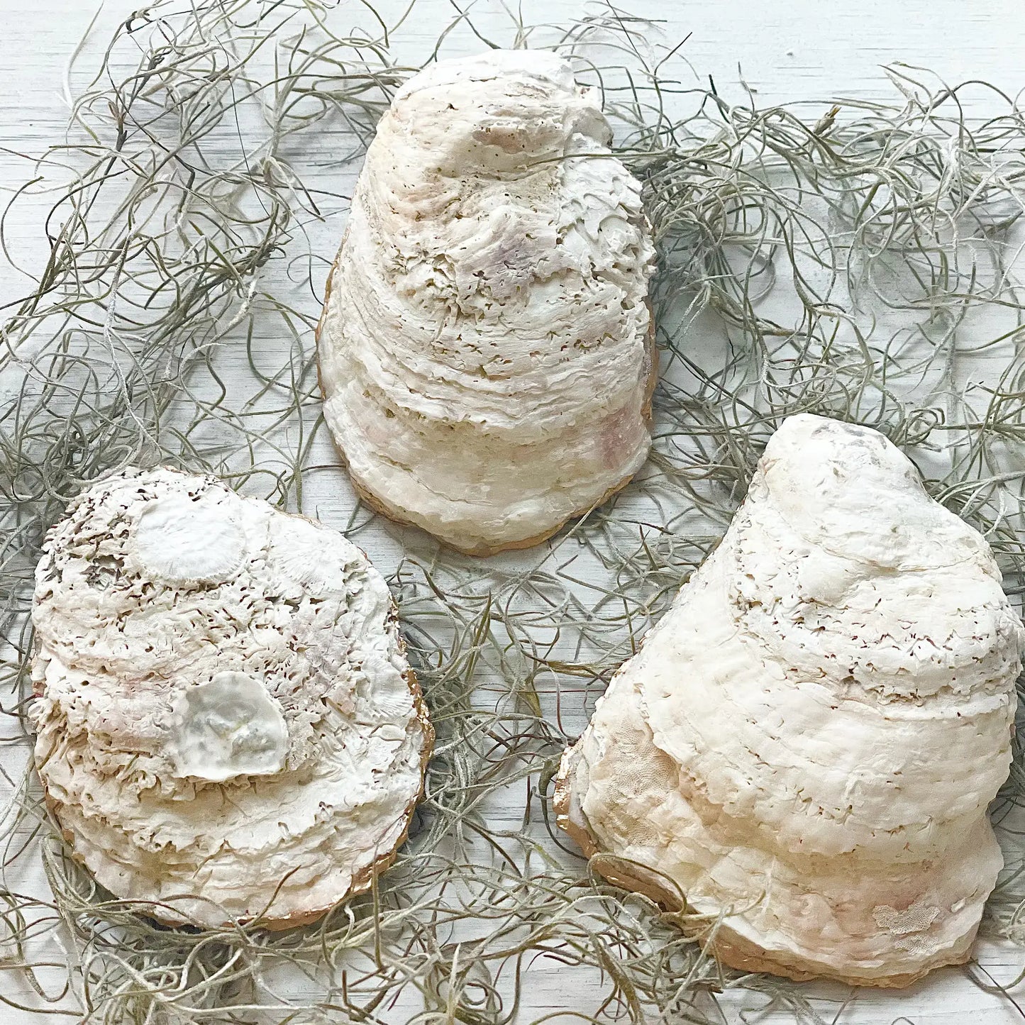 Bronze Palm Oyster Trinket Dish