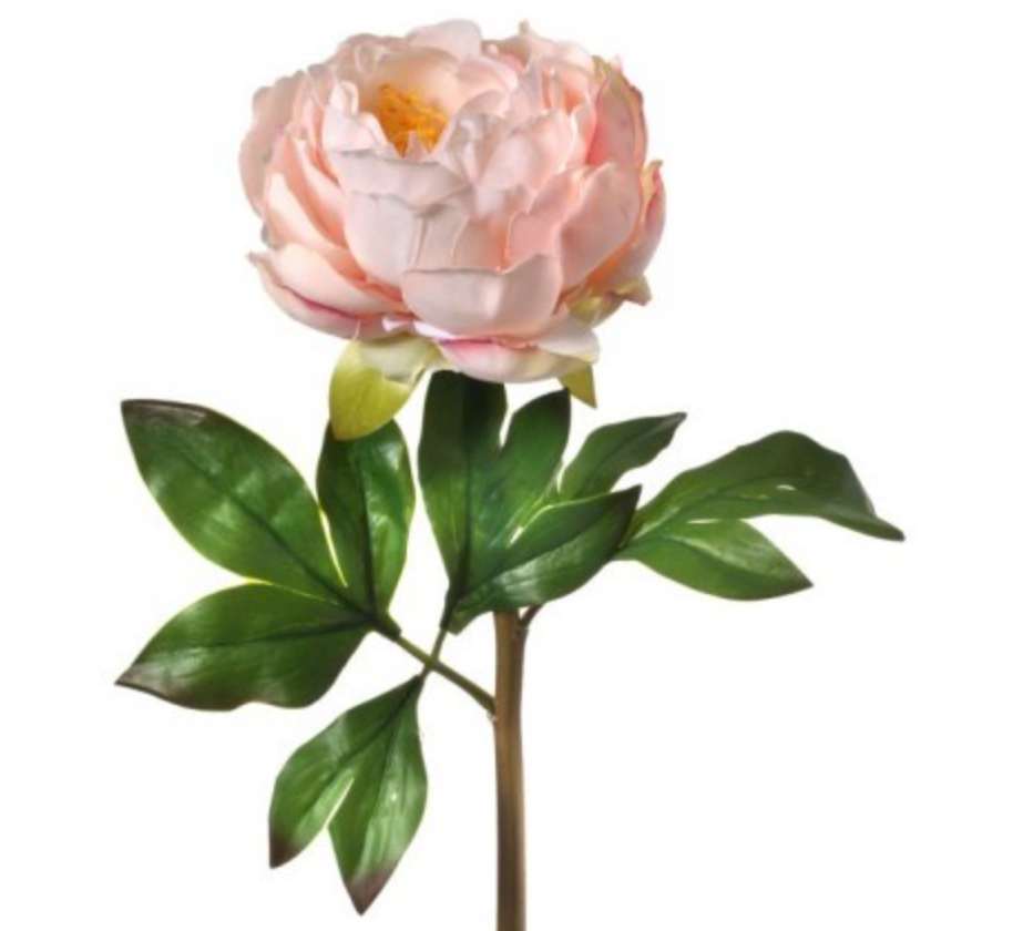 Peony - Blush