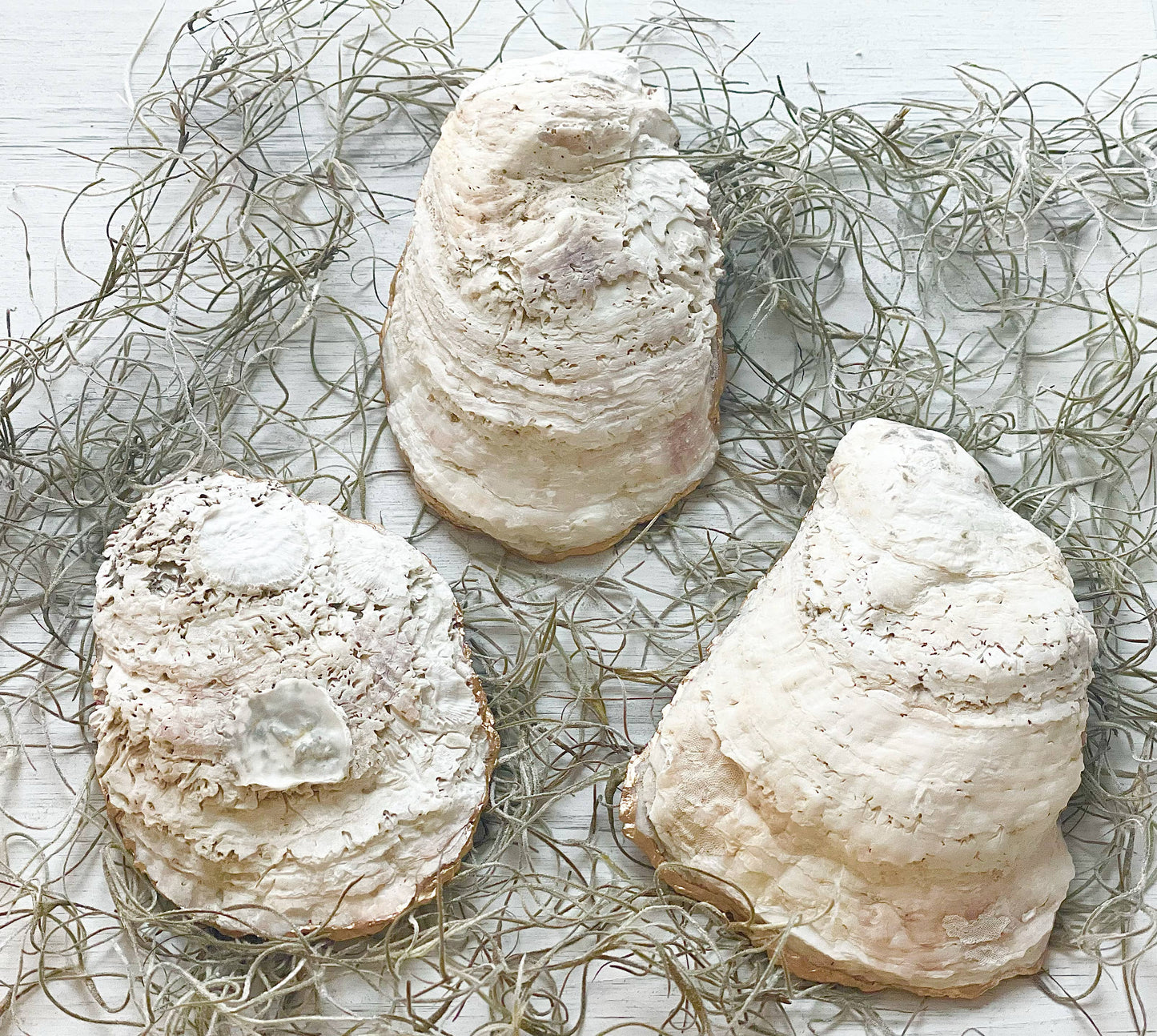 Hydrangea Oyster Trinket Dish