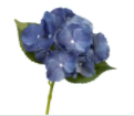 Hydrangea Blue