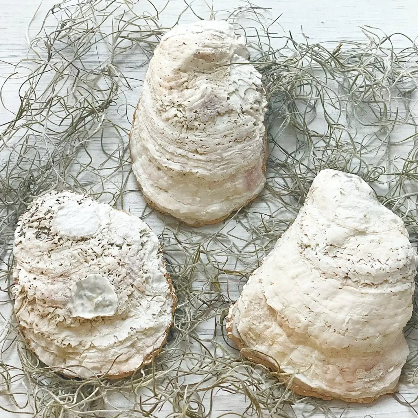Mermaid Scales Oyster Trinket Dish