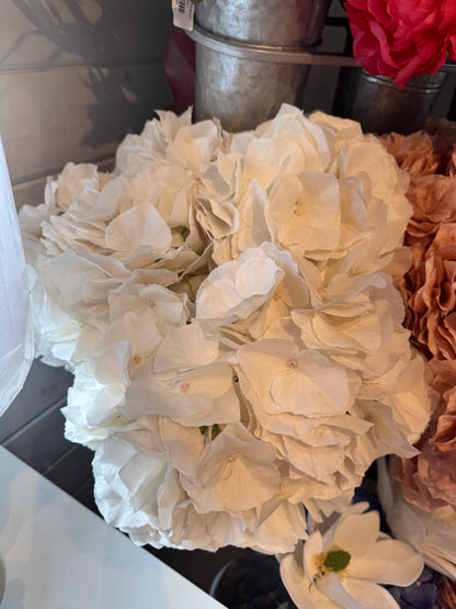 Cream White  Hydrangea