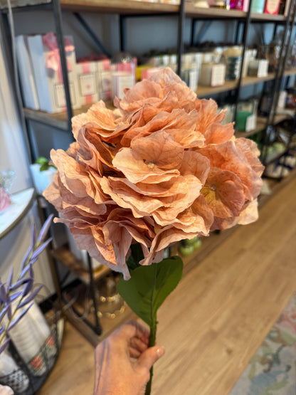 Nude Hydrangea