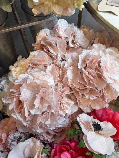 Champagne Hydrangea
