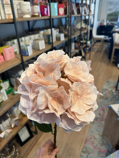 Champagne Hydrangea