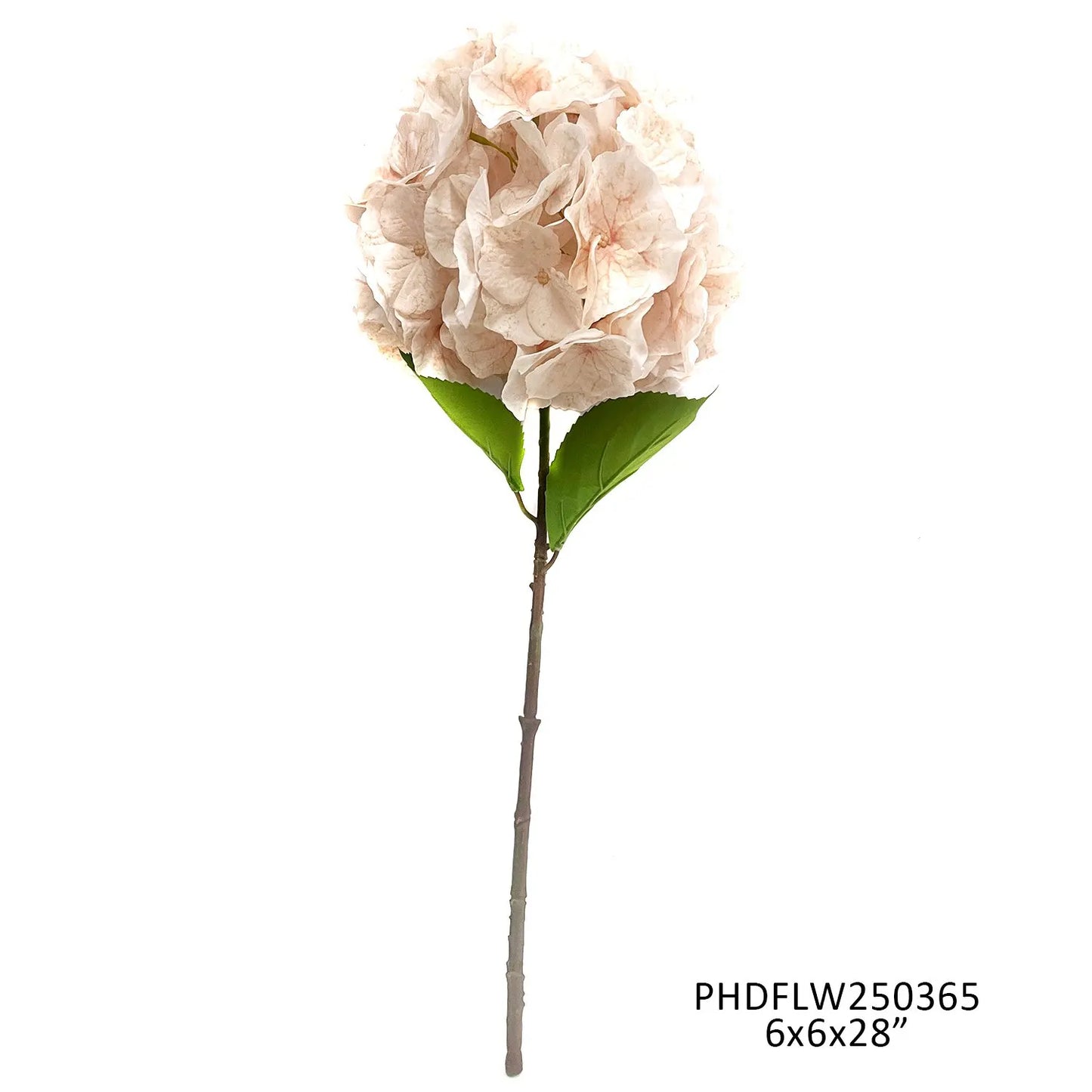 Champagne Hydrangea