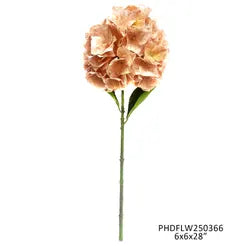 Nude Hydrangea