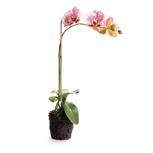Phalaenopsis Orchid Drop-in 21"