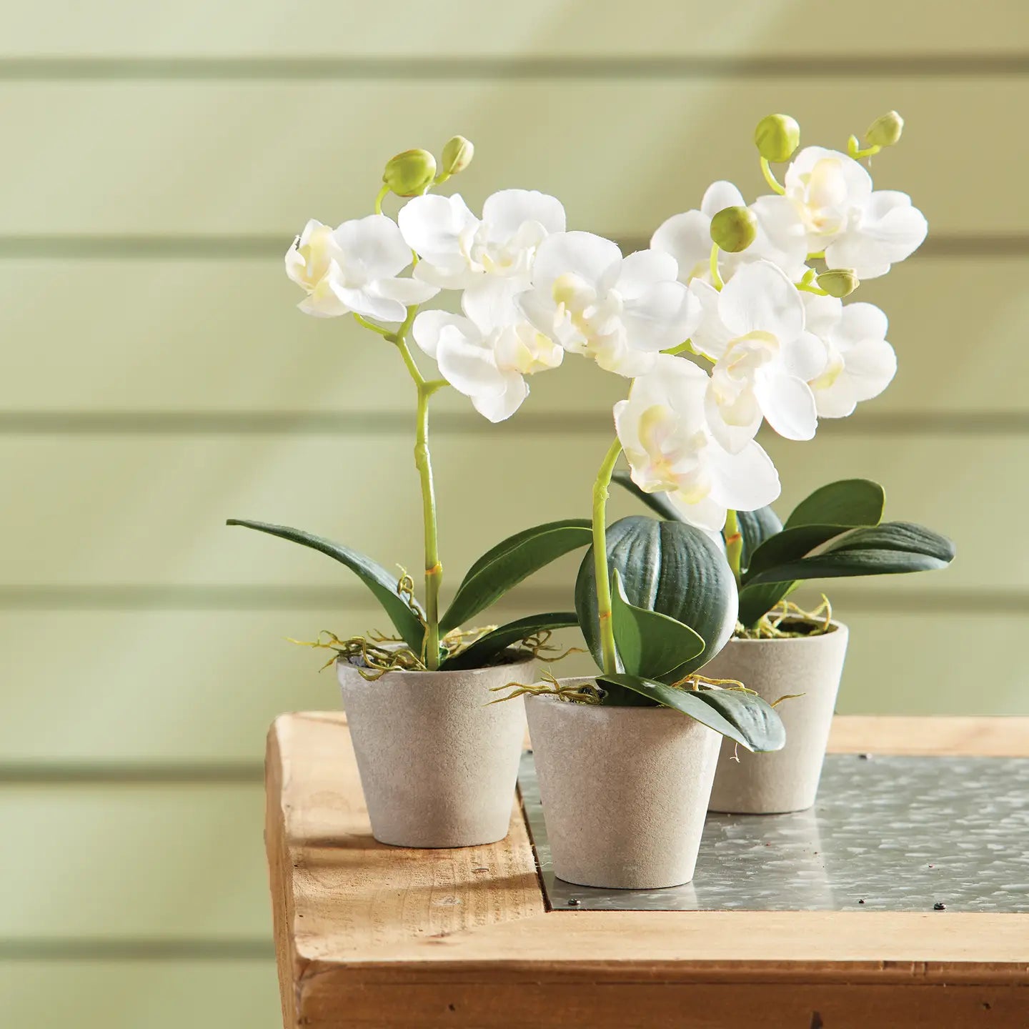 Mini Phalaenopsis 9"