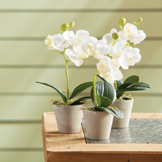 Mini Phalaenopsis 9"