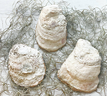 Little Red Lobster Oyster Trinket Dish